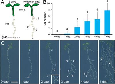 A Genome-Wide Association Study Identifies New Loci Involved in Wound-Induced Lateral Root Formation in Arabidopsis thaliana